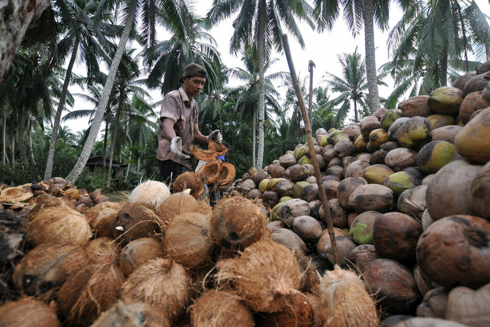 kebun kelapa Cirebon